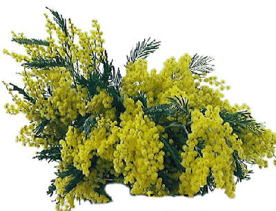 mimose[1]